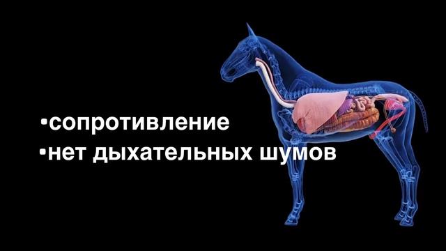 Как проводить зондирование у лошадей