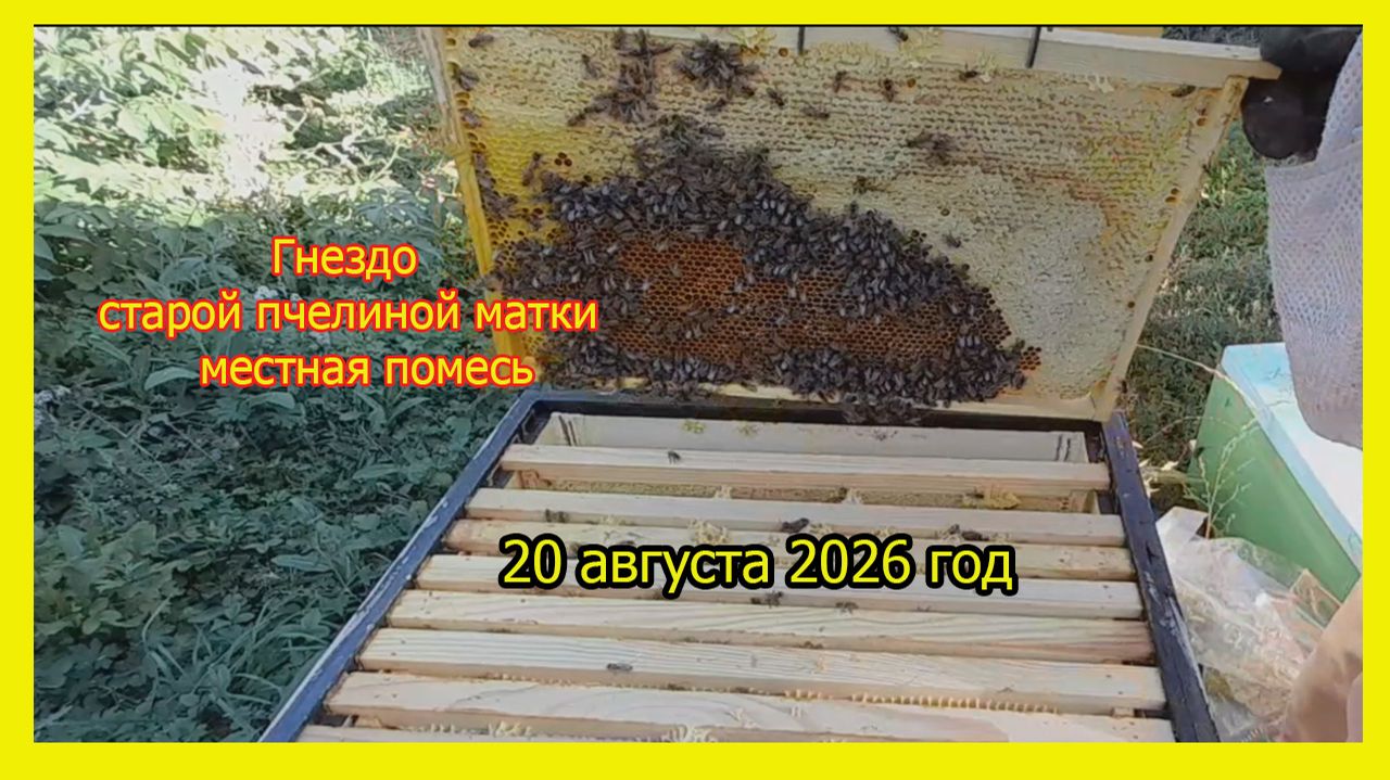 Гнездо старой пчелиной матки.Местная пчела.