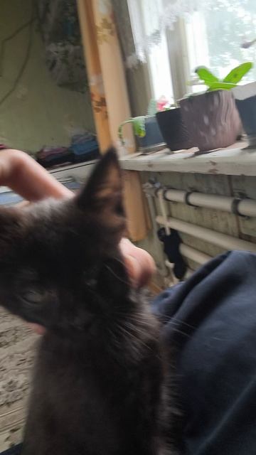 КОТЫ ВЕЗДЕ БЛИН