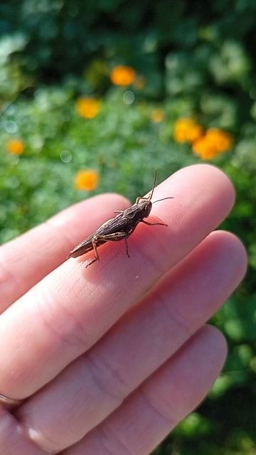 Кузнечик сидит на руке и чистит свои усики. Часть 2.