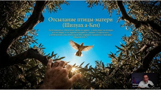 НЕДЕЛЬНАЯ ГЛАВА ТОРЫ  КИ-ТЕЦЕ  כיתצא  Когда выйдешь на войну против врагов твоих