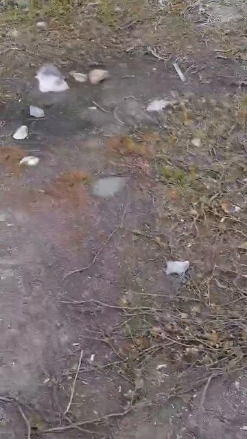 БЕРЁЗОВАЯ РОЩА