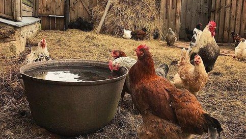 В ДЕРЕВНЕ БЕЗ ЭТОЙ РУТИНЫ НЕ ОБОЙТИСЬ Сельская жизнь