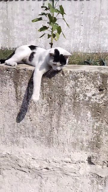 Кот который хотел драться...