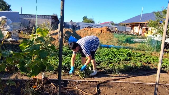 Жизнь в селе:ПОСЛЕ ДОЖДЯ НАВОЖУ ПОРЯДОКНЕТ УГОМОНИТЬСЯ А Я ВСЁ САЖАЮ