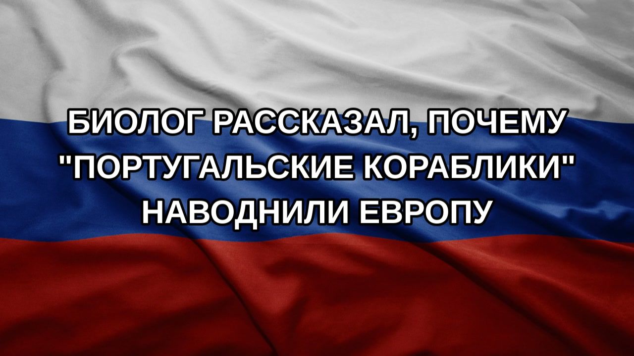 Биолог рассказал почему португальские кораблики наводнили Европу
