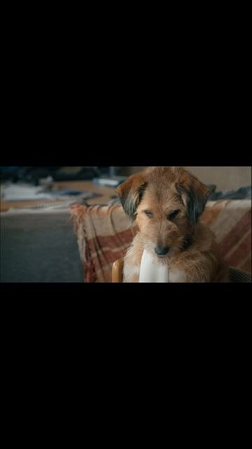 Все могу - трейлер