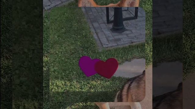 1000067742.mp4 Собака слушает о укладке пола из лфанеры его пропитке в ванной в доме А-фрейм