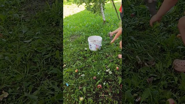 как собрать яблоки за 3 min