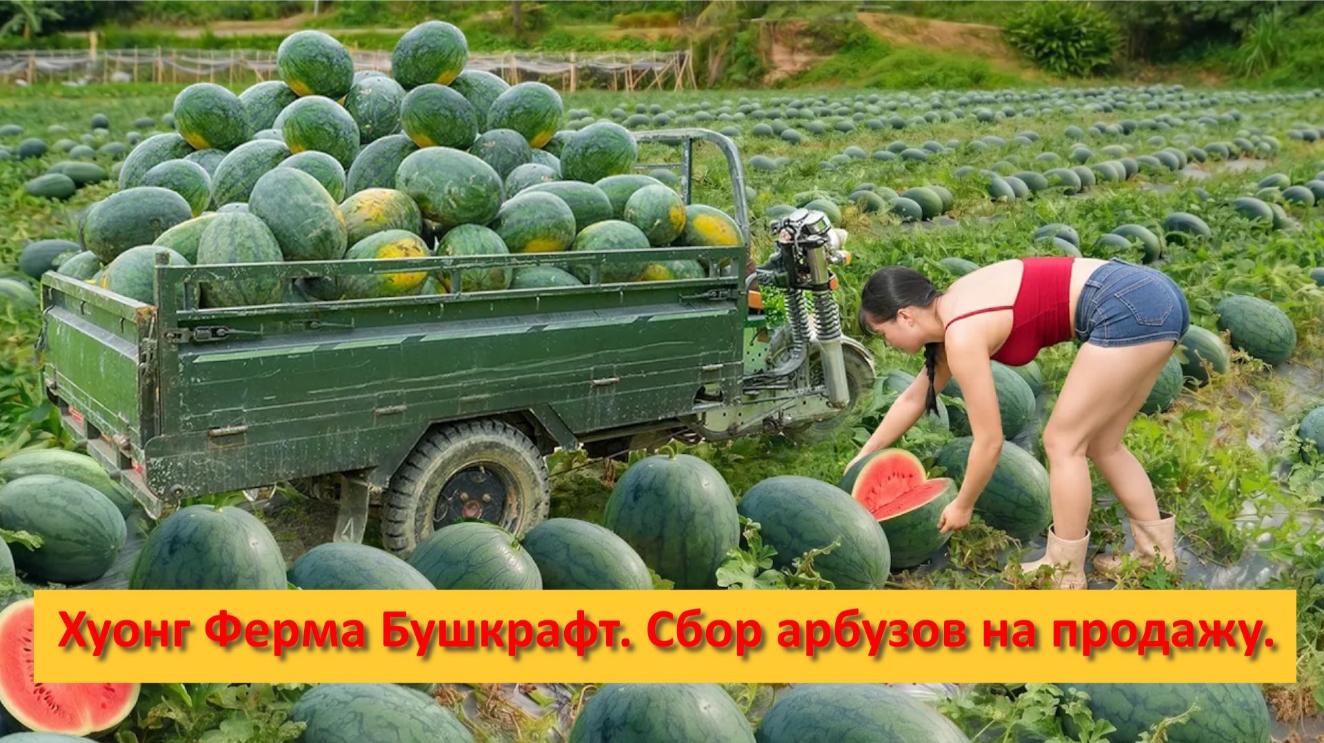 Хуонг Ферма Бушкрафт. Вьетнам. Сбор арбузов на продажу.