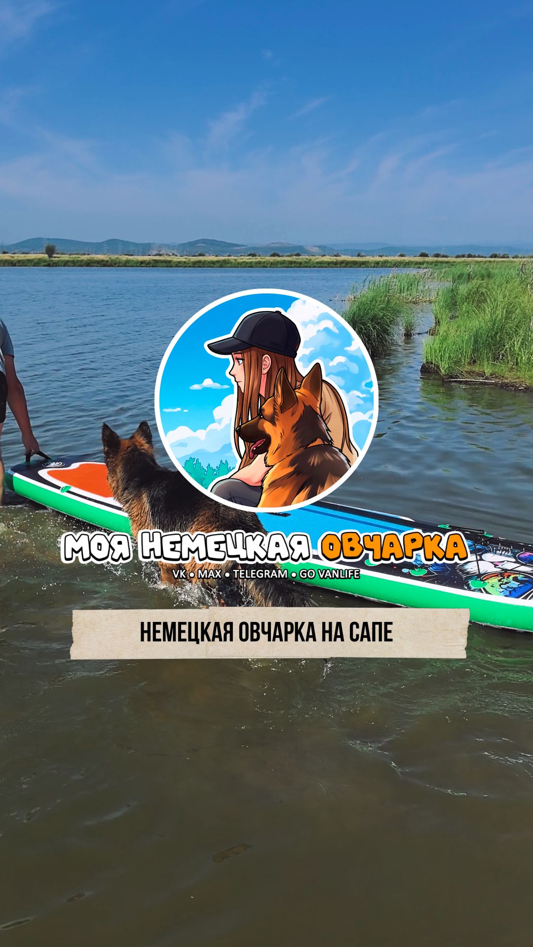 Немецкая овчарка на сапе