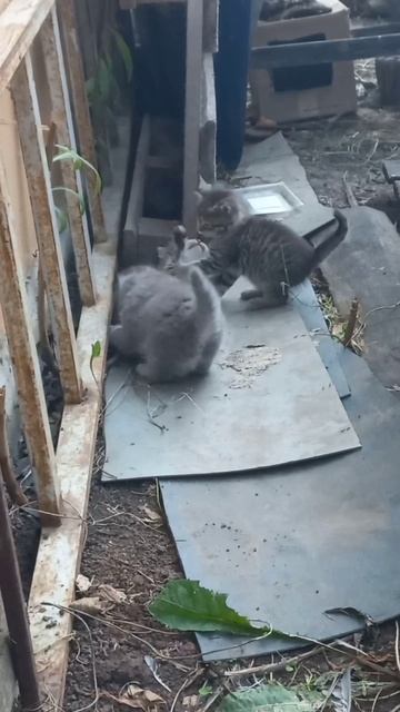 Котята