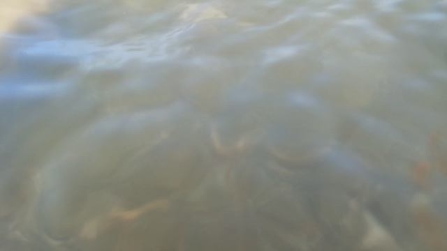 Ножки. Новосибирское водохранилище!
