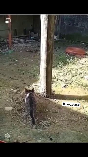 Котушара