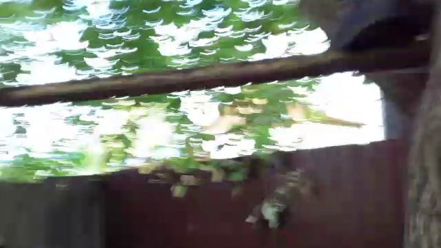 1 часть домика на дереве