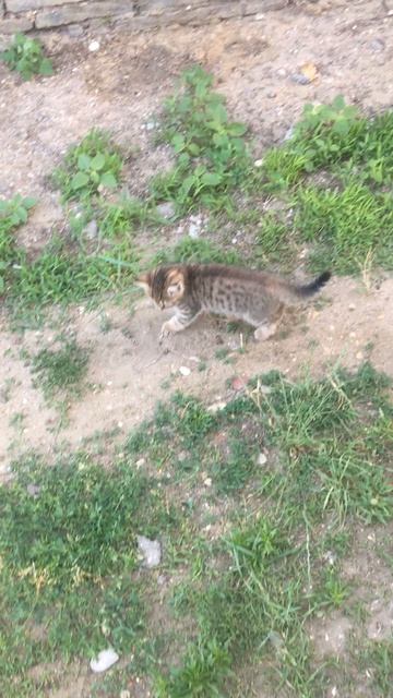 Муся и котята