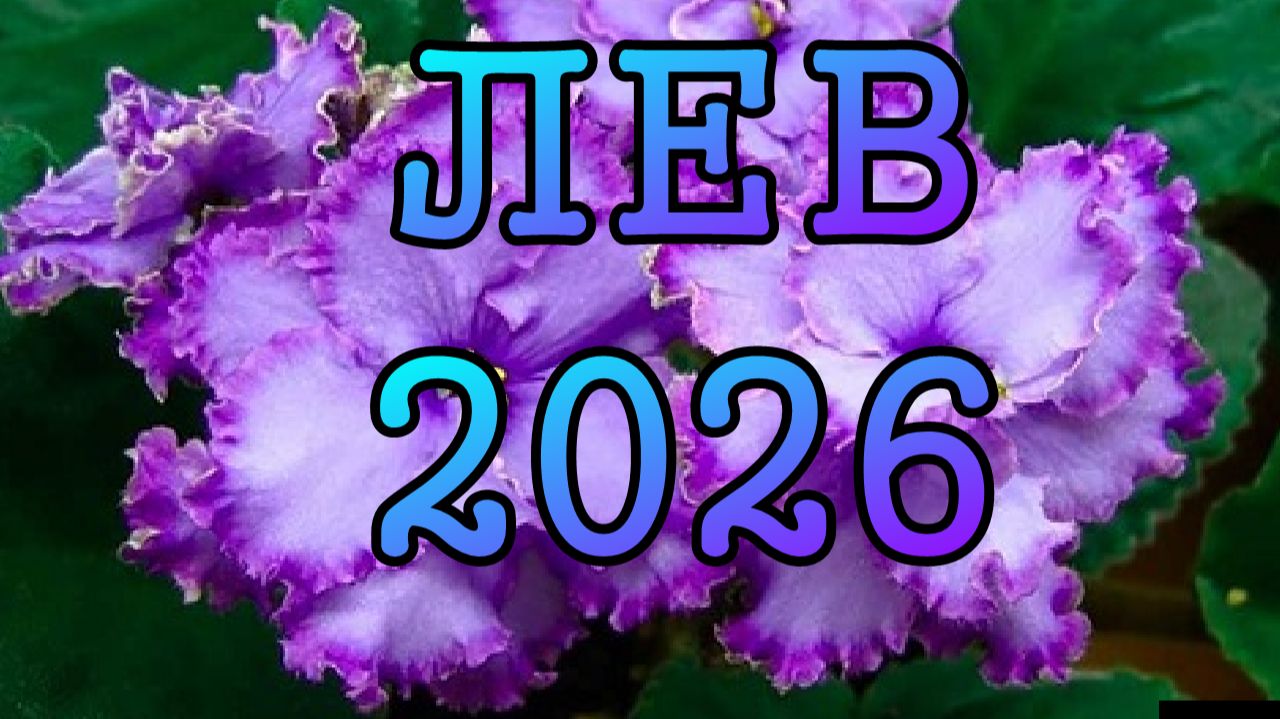 ЛЕВ таро прогноз на 2026 ГОД.