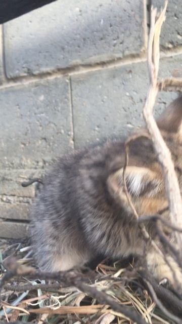 Муся и котята