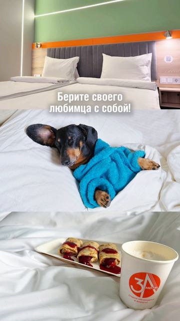 Отели сети 3А  путешествуйте вместе с питомцем 