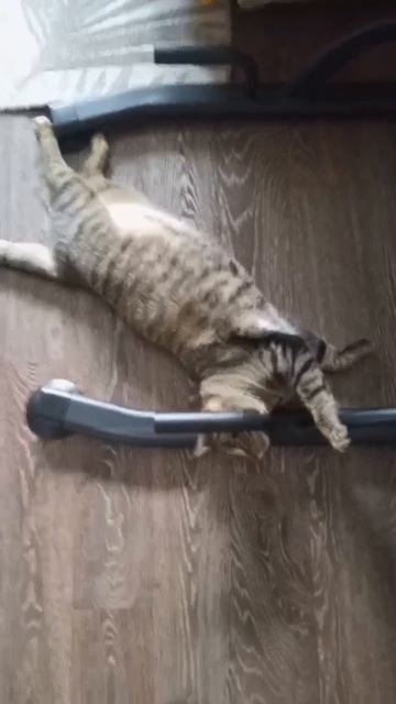 Кот и спорт