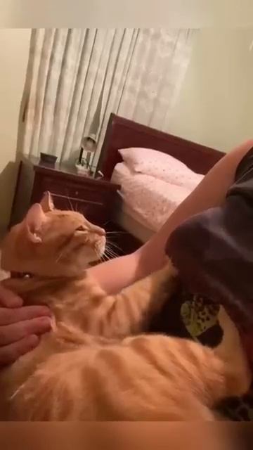 Коты-альфачи и их хозяйки 