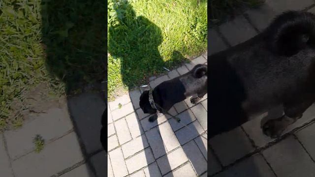 Можно перейти через дорогу?