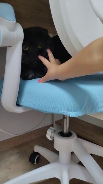 Котик Дымок котик funny домашниеживотные питомец милыйкот
