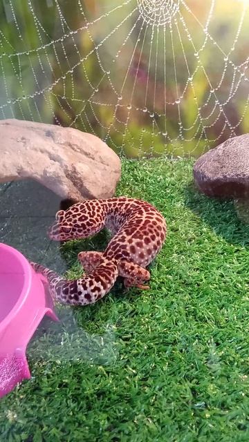 кикончик