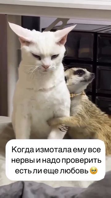 Когда он на грани между любовью и уголовным кодексом