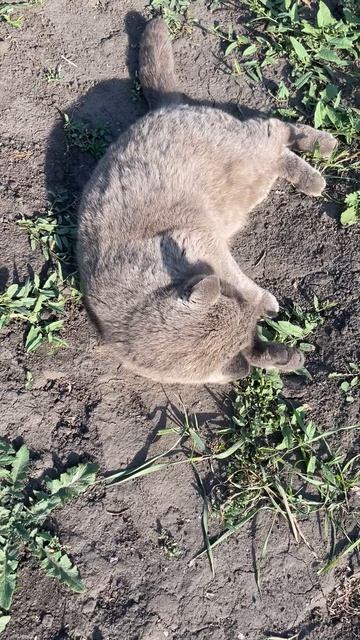 Грязнуля