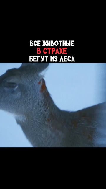 Ловец снов 2003