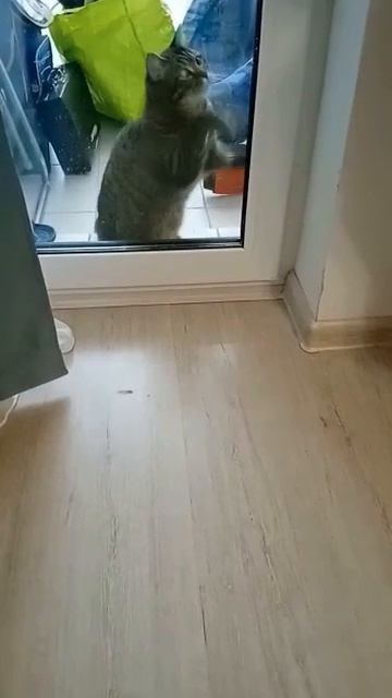 Кошка наказана