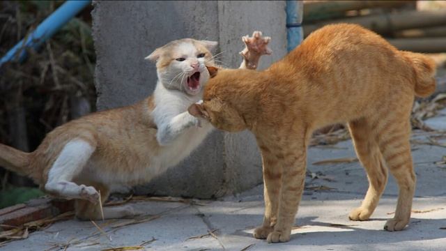 Коты дерутся. Звук кошачьей драки. Агрессивные кошачьи звуки шипение рычание мяуканье
