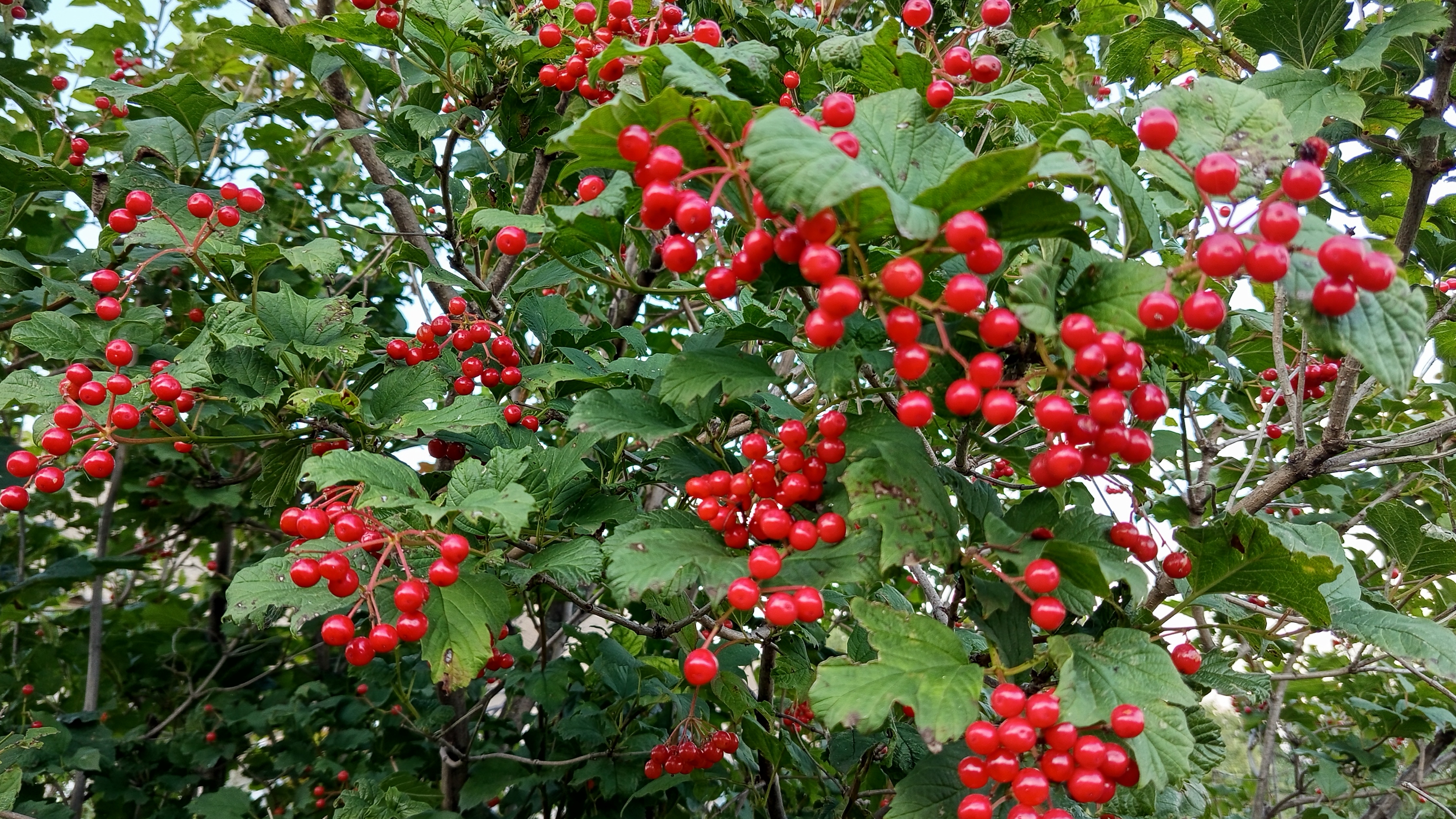 52. Огородный сезон подходит к концу