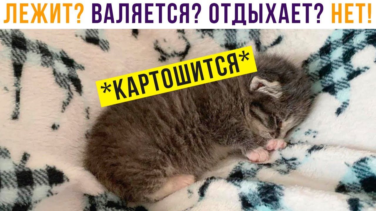 КАРТОШЬКА Приколы с котами