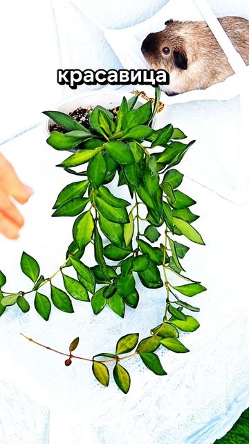 Буртони Вариегата Hoya Burtoniae Variegata на фитильном поливе