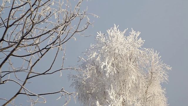 Усть-Илимск_Зимнее_16.11.2024