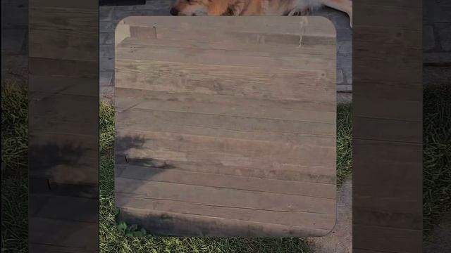 1000067805.mp4 Собака слушает о технологии укладки лфанеры на пол на кухне в гос. в доме А-фрейм