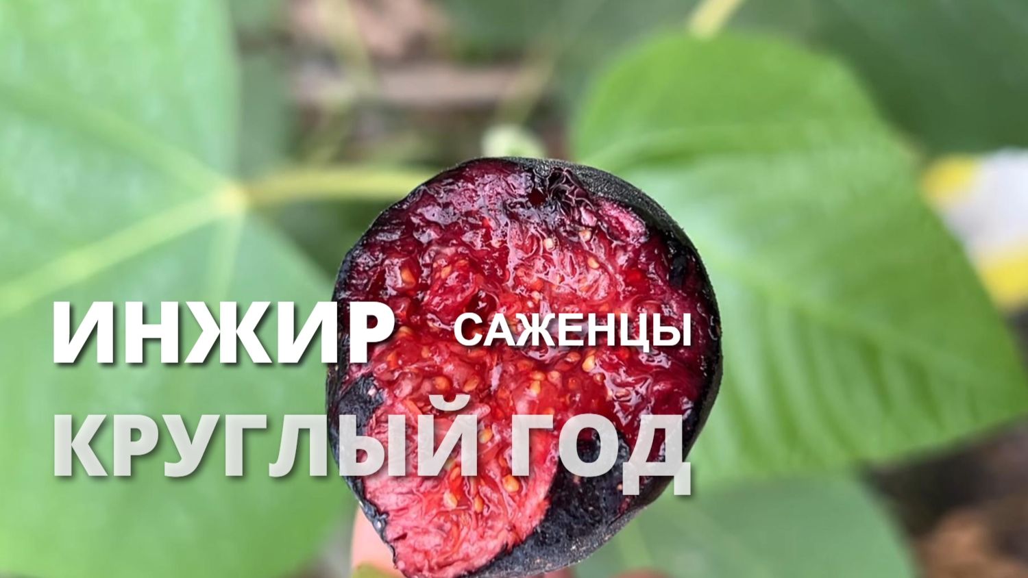 Инжир саженцы круглый год Ростов-на-Дону. Маленькие сады