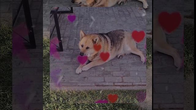 1000067810.mp4 Собака слушает о технологии укладки лфанеры на пол на кухне в гос. в доме А-фрейм