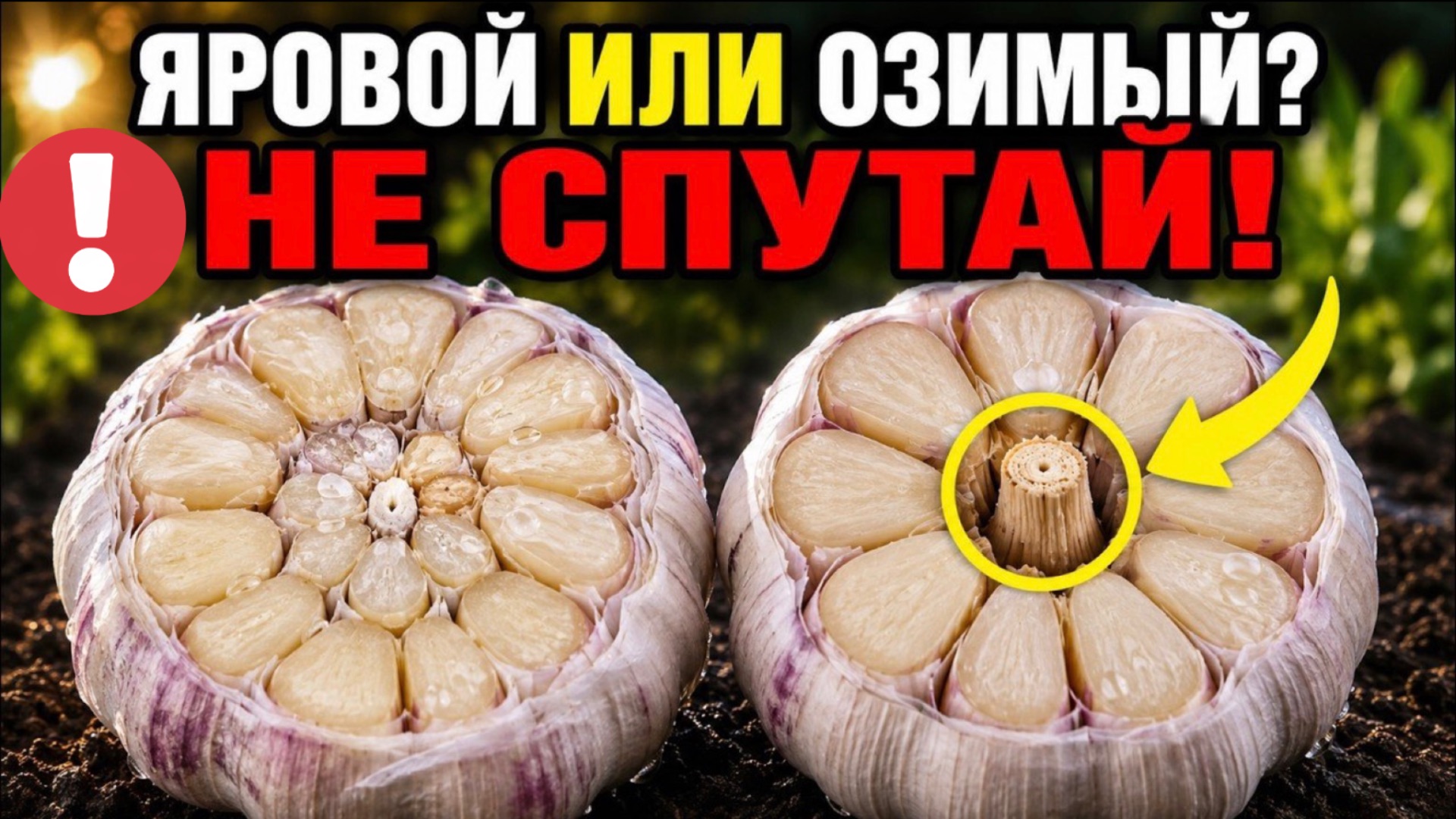 ЯРОВОЙ ИЛИ ОЗИМЫЙ ЧЕСНОК? ОДИН ПРИЗНАК СРАЗУ ВЫДАЁТ РАЗНИЦУ!