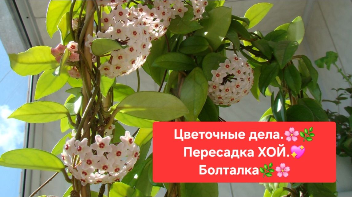 ЦВЕТОЧНЫЕ ДЕЛА. ПЕРЕСАДКА ХОЙ.БОЛТАЛКА.