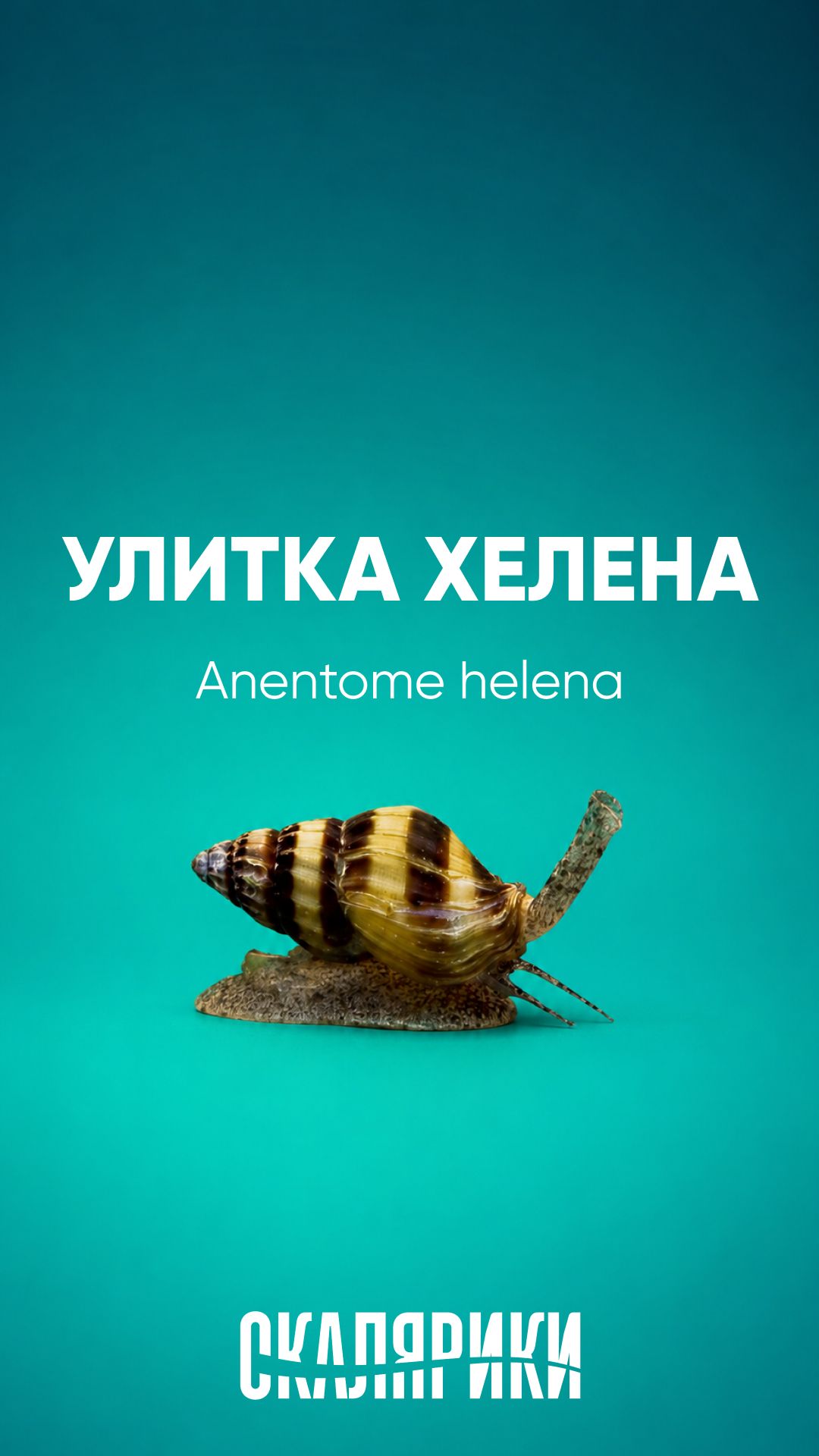 Хелена - популяция улиток под контролем