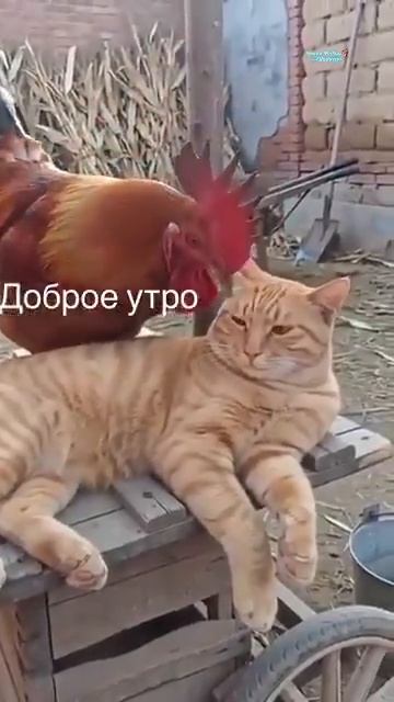 Денег нет. А больше отличий от людей нет!