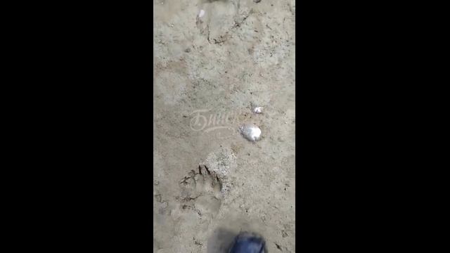 Следы медведя в Бийском районе