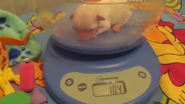 Как выглядит новорожденный щенок чихуахуа А вес ?