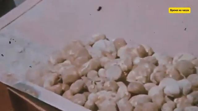 Как ездили на картошку в СССР кого отправляли где жили и почему это помнят до сих пор