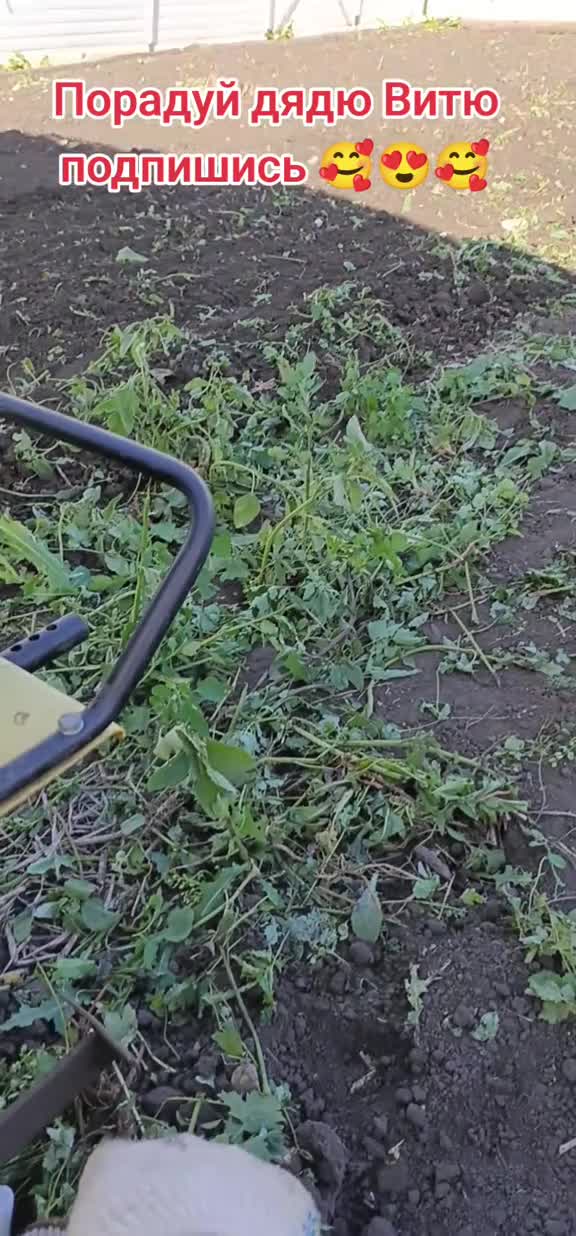 Пытаюсь высадить помидоры в сломанную теплицу. теплица сад огород дядявитя