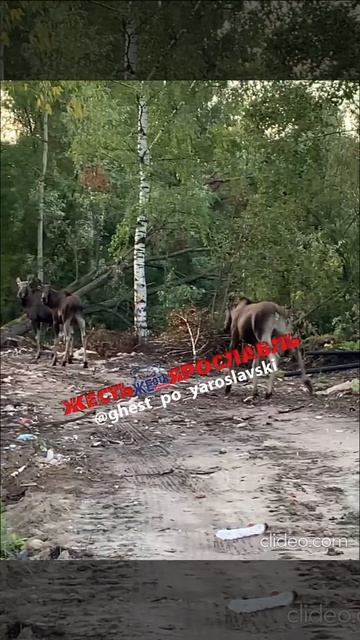 Лоси в городе.