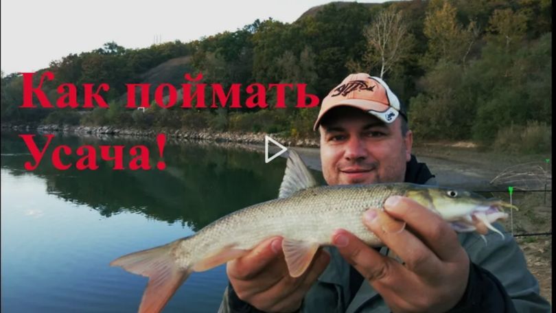 Секреты ловли Усача. Как и на что поймать Усача. Ловля на донки Усача